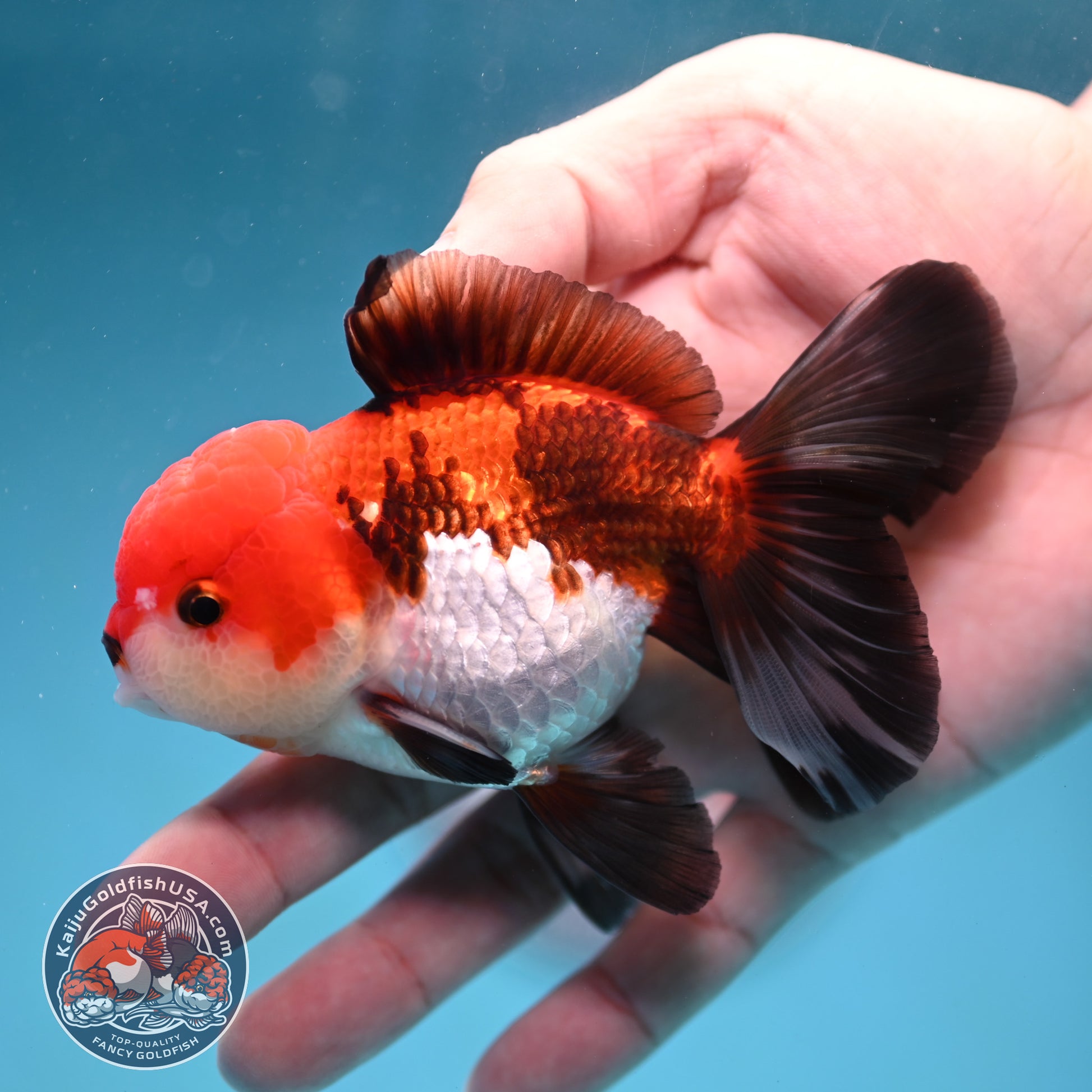 Tricolor Oranda 3.5 inch Body (260130_OR04)