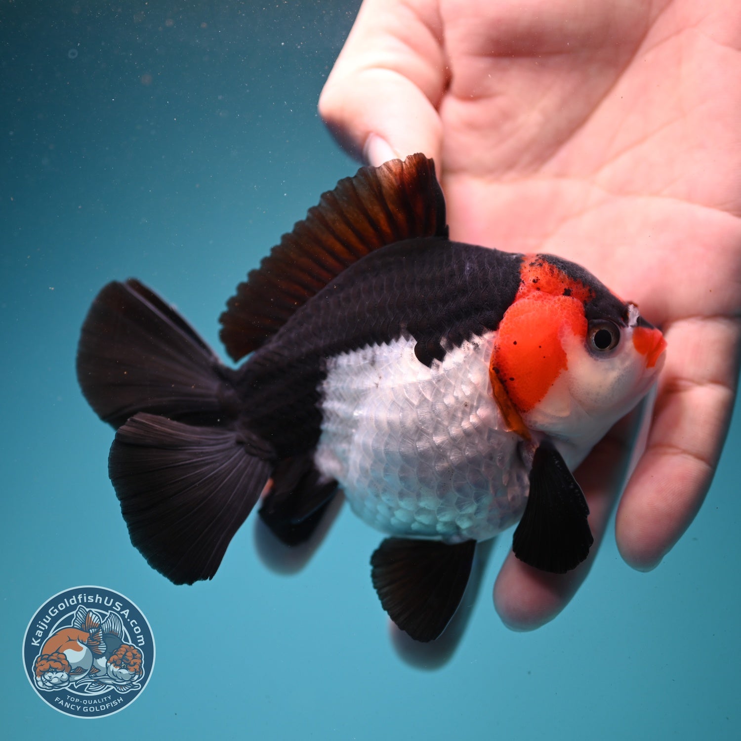 Tricolor Oranda 3.5 inch Body (260807_OR07)