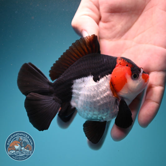 Tricolor Oranda 3.5 inch Body (260807_OR07)