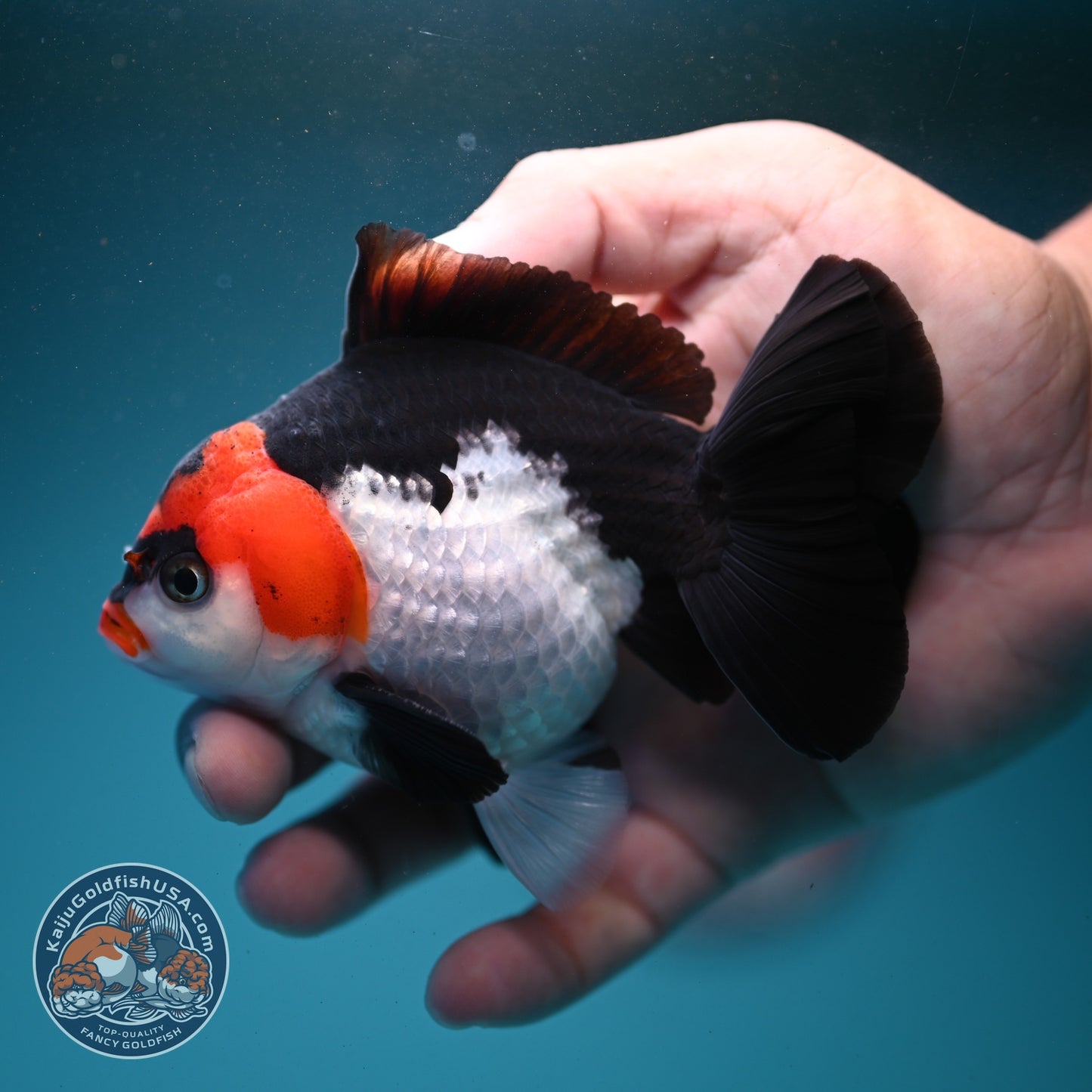 Tricolor Oranda 3.5 inch Body (260807_OR07)