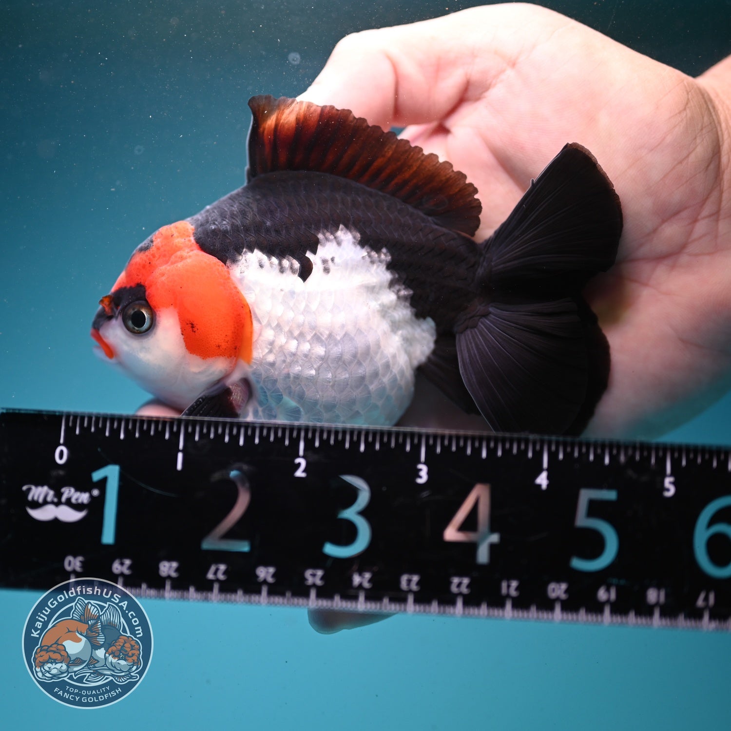 Tricolor Oranda 3.5 inch Body (260807_OR07)