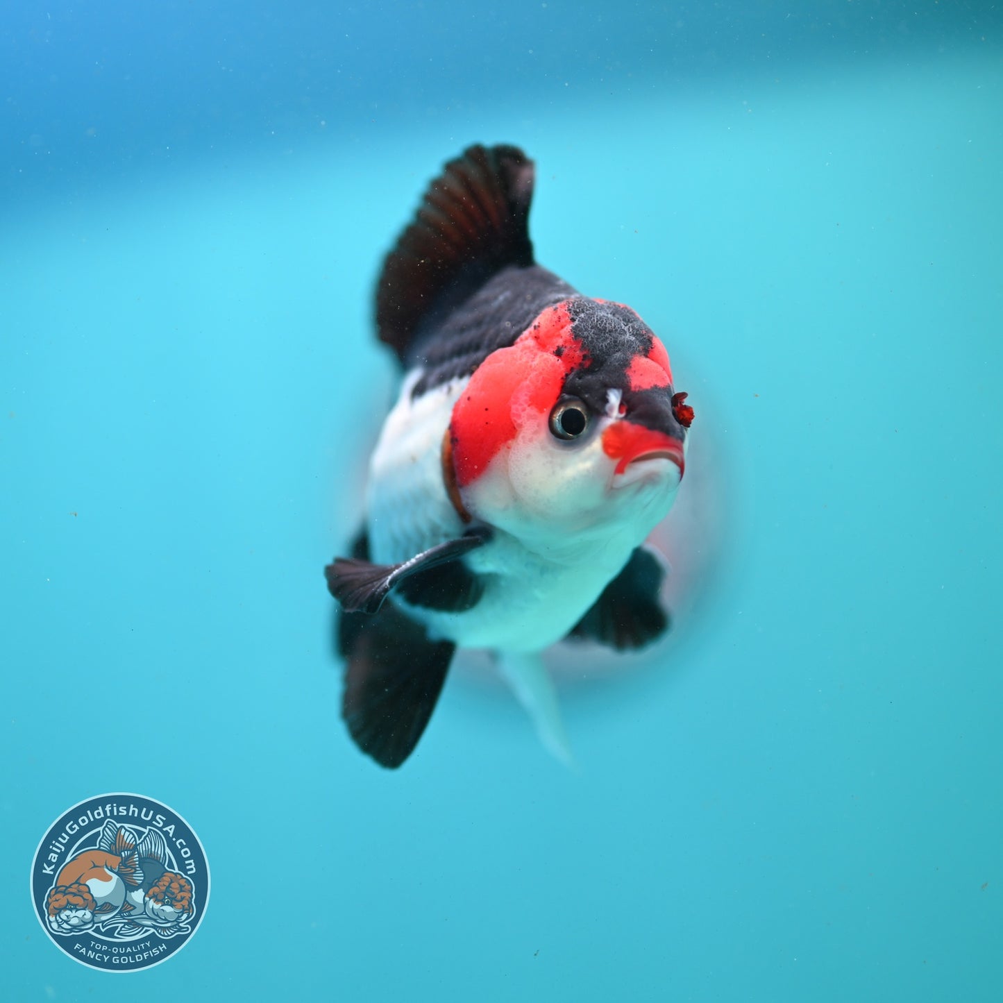 Tricolor Oranda 3.5 inch Body (260807_OR07)