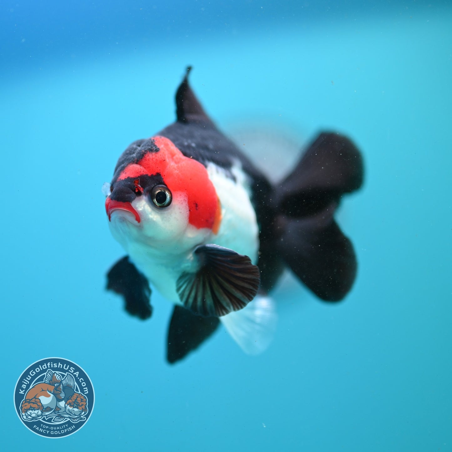 Tricolor Oranda 3.5 inch Body (260807_OR07)