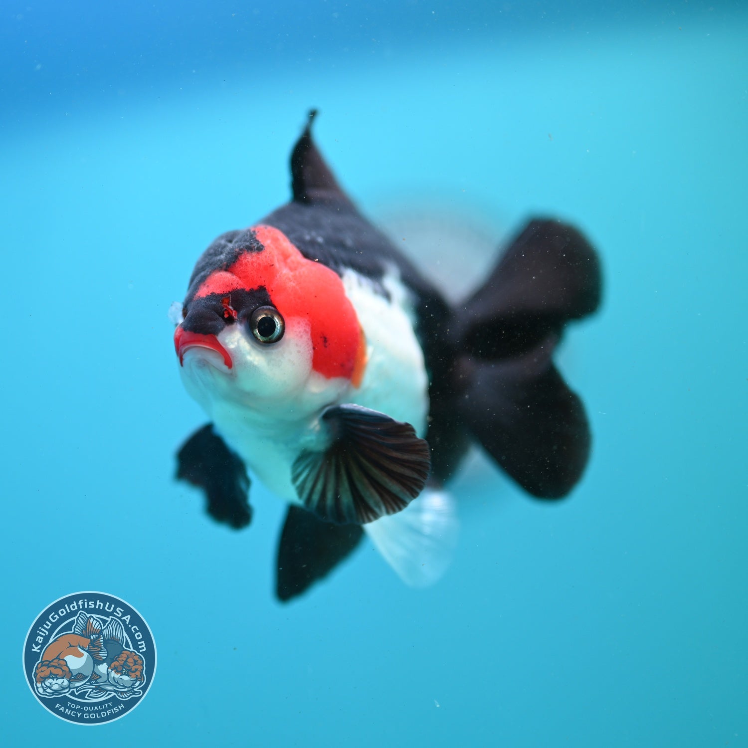 Tricolor Oranda 3.5 inch Body (260807_OR07)