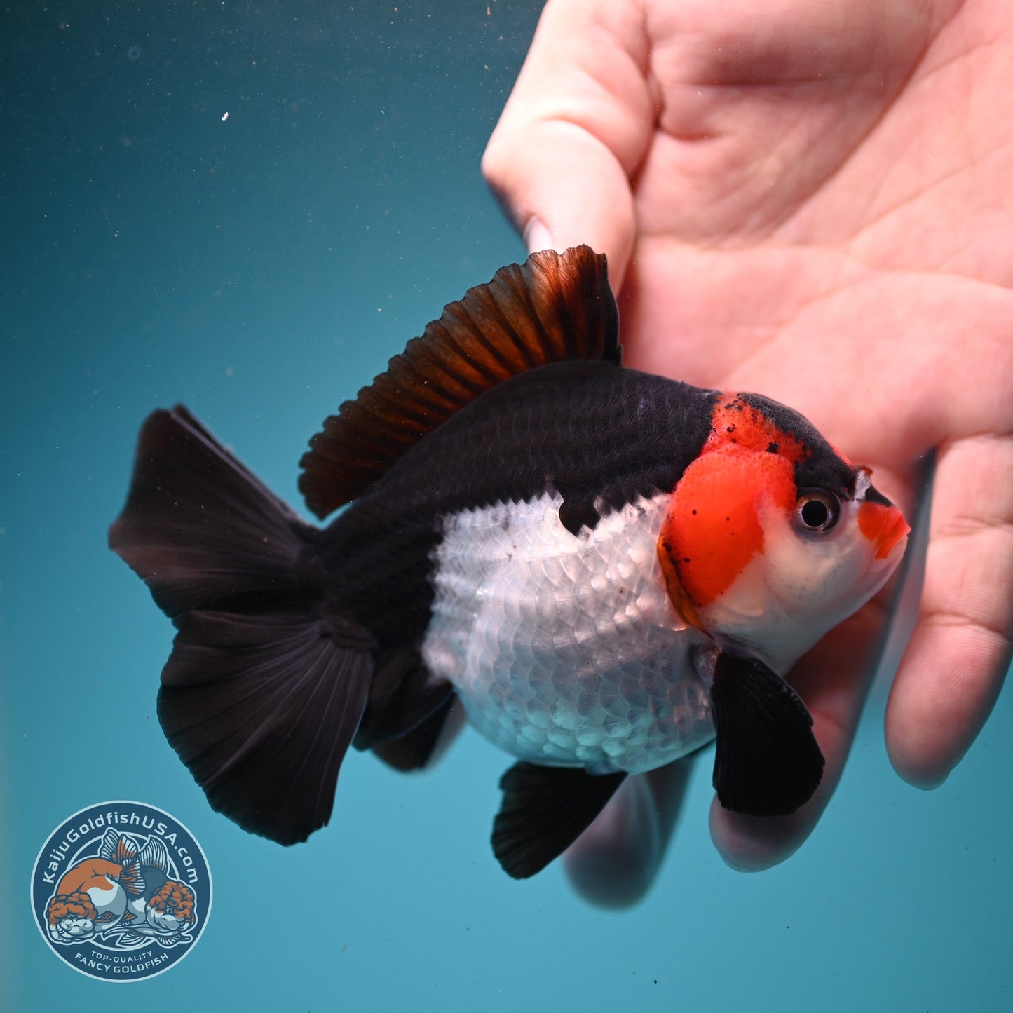 Tricolor Oranda 3.5 inch Body (260807_OR07)