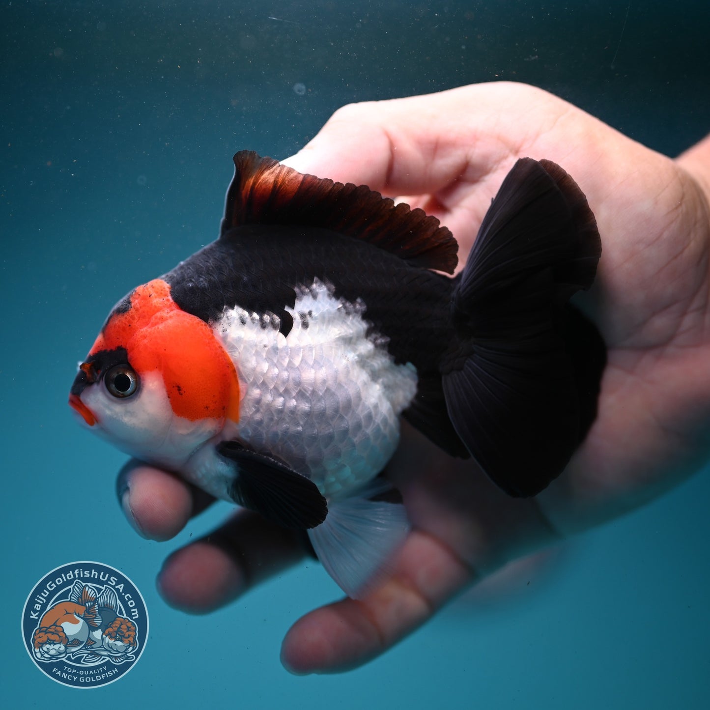 Tricolor Oranda 3.5 inch Body (260807_OR07)