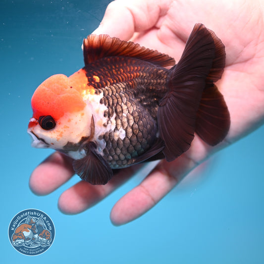 Tricolor Oranda 3.5 inch Body (260911_OR15)