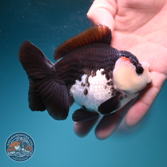 Tricolor Oranda 3.5 inch Body (260911_OR16)