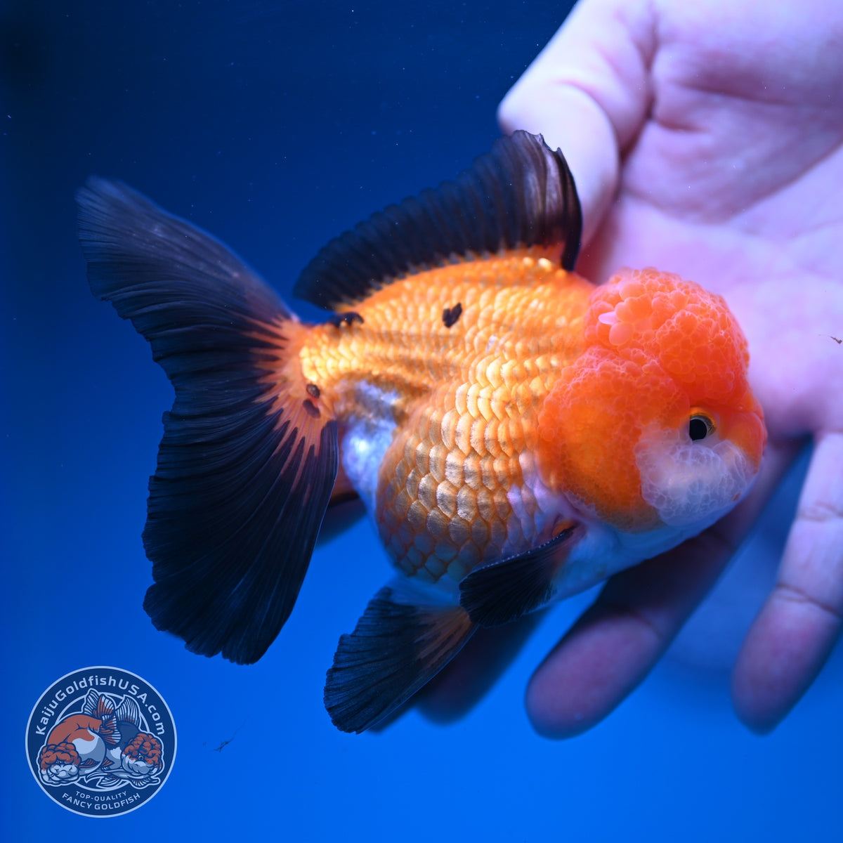 Tricolor Oranda 3.5 inch Body (260918_OR02)