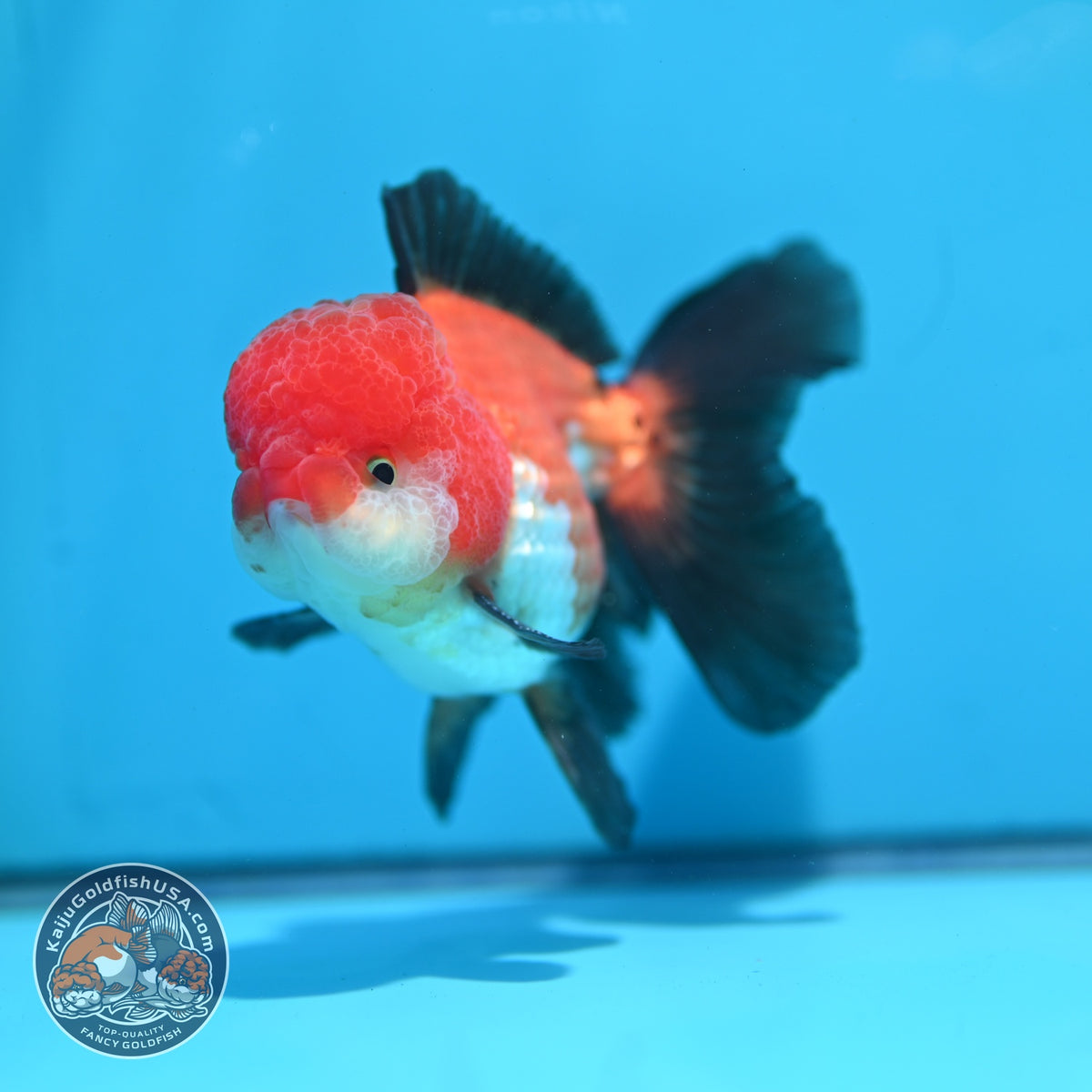 Tricolor Oranda 3.5 inch Body (260918_OR02)