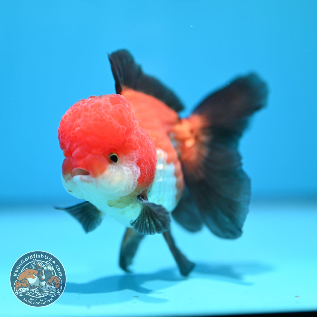 Tricolor Oranda 3.5 inch Body (260918_OR02)