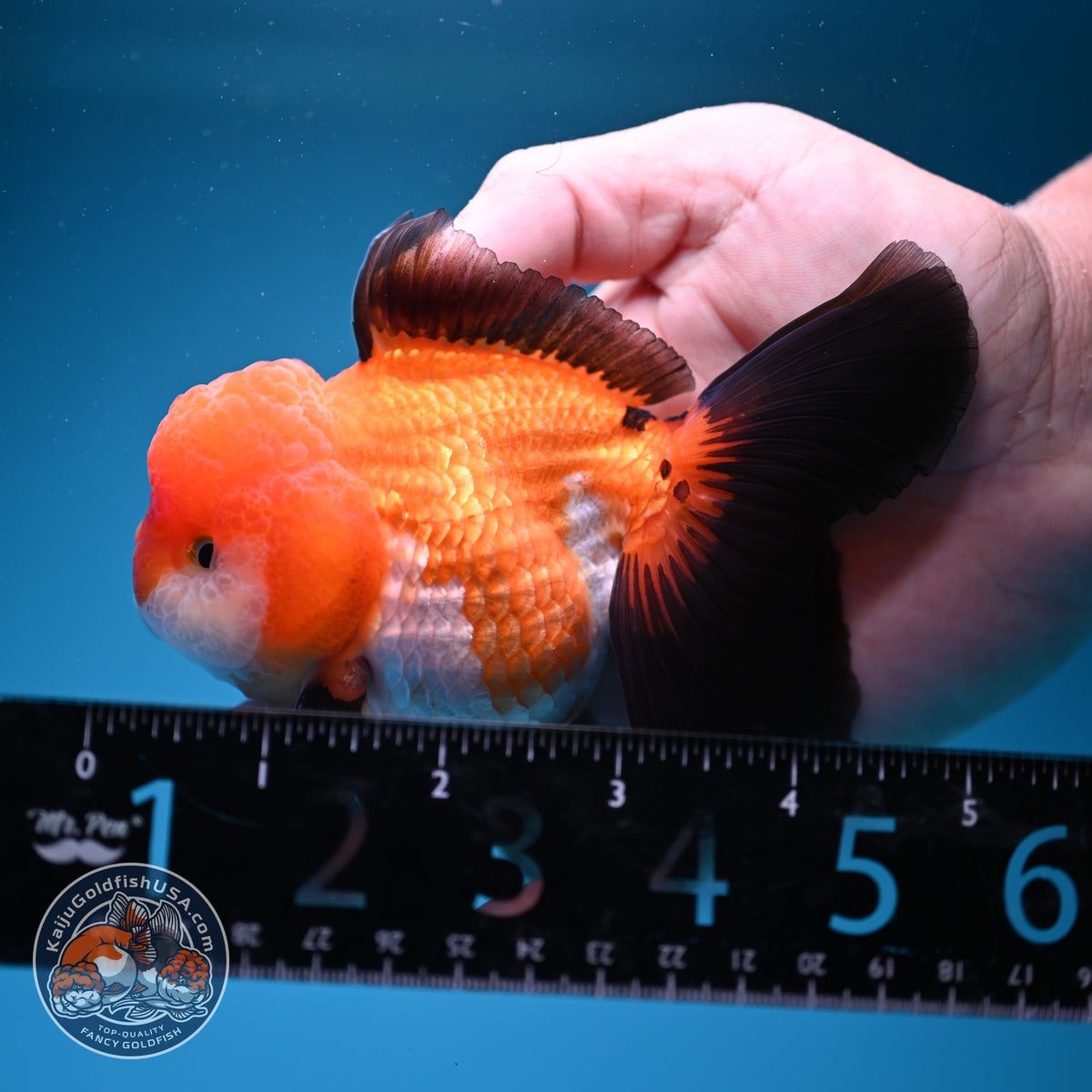Tricolor Oranda 3.5 inch Body (260918_OR02)