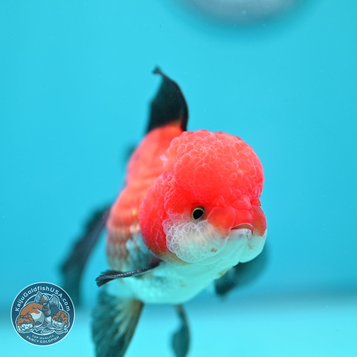 Tricolor Oranda 3.5 inch Body (260918_OR02)