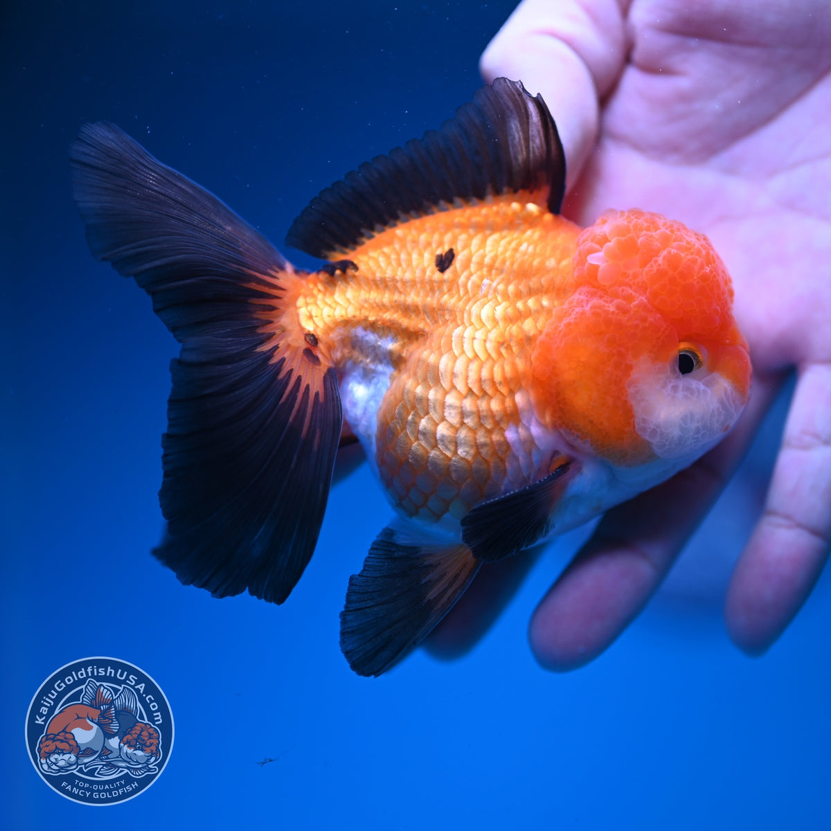 Tricolor Oranda 3.5 inch Body (260918_OR02)