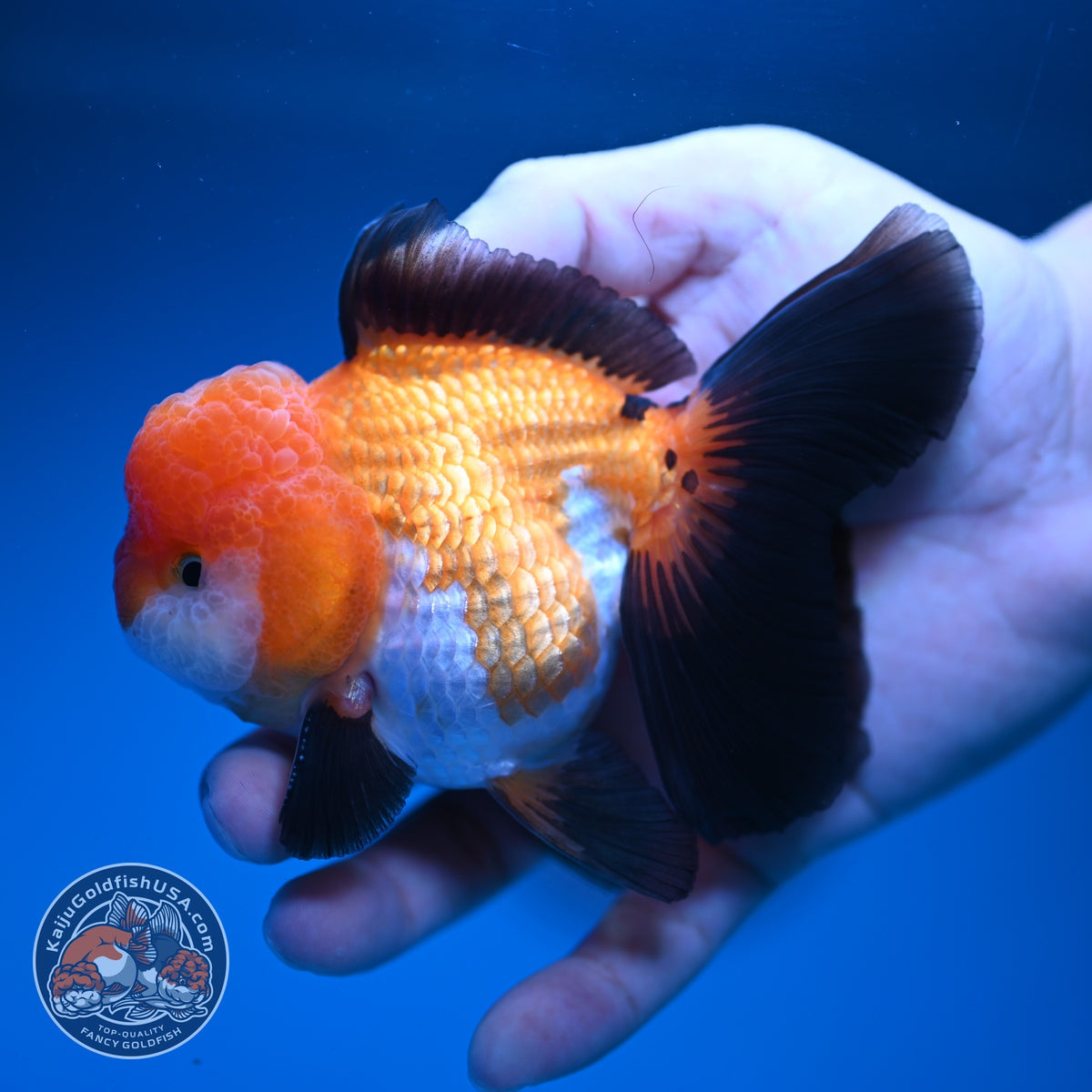 Tricolor Oranda 3.5 inch Body (260918_OR02)