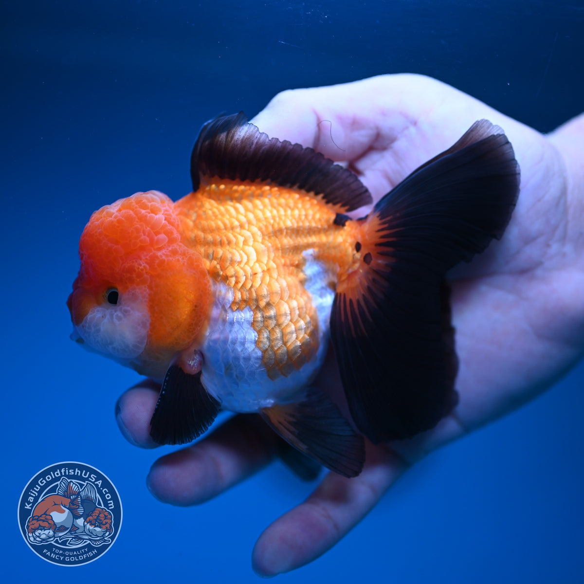 Tricolor Oranda 3.5 inch Body (260918_OR02)