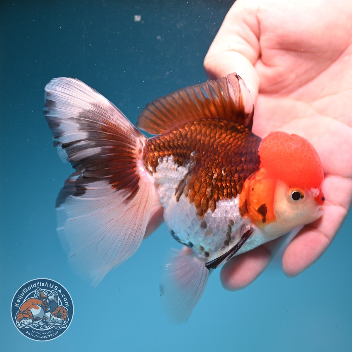Tricolor Oranda 3.5 inch Body (260925_OR05)