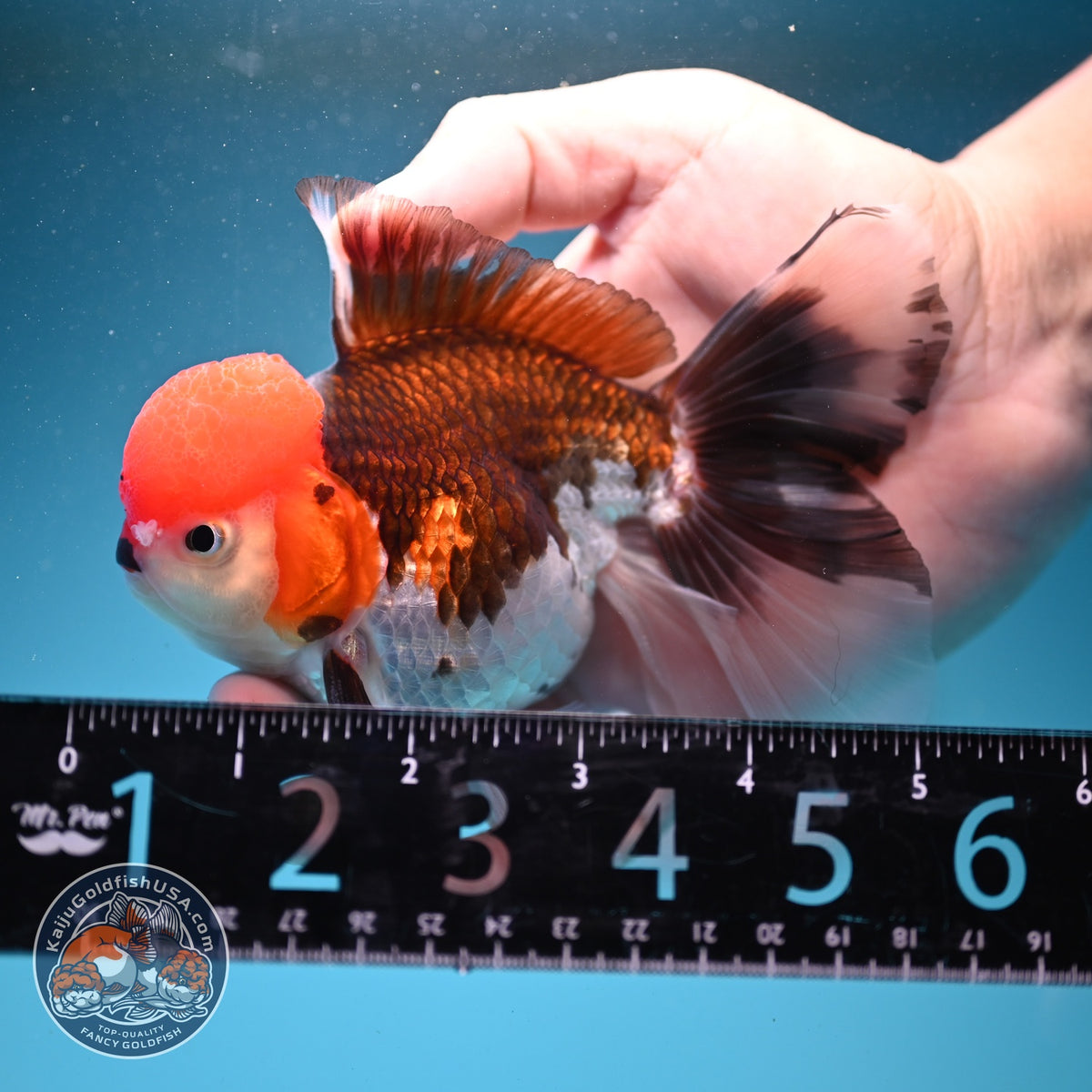 Tricolor Oranda 3.5 inch Body (260925_OR05)