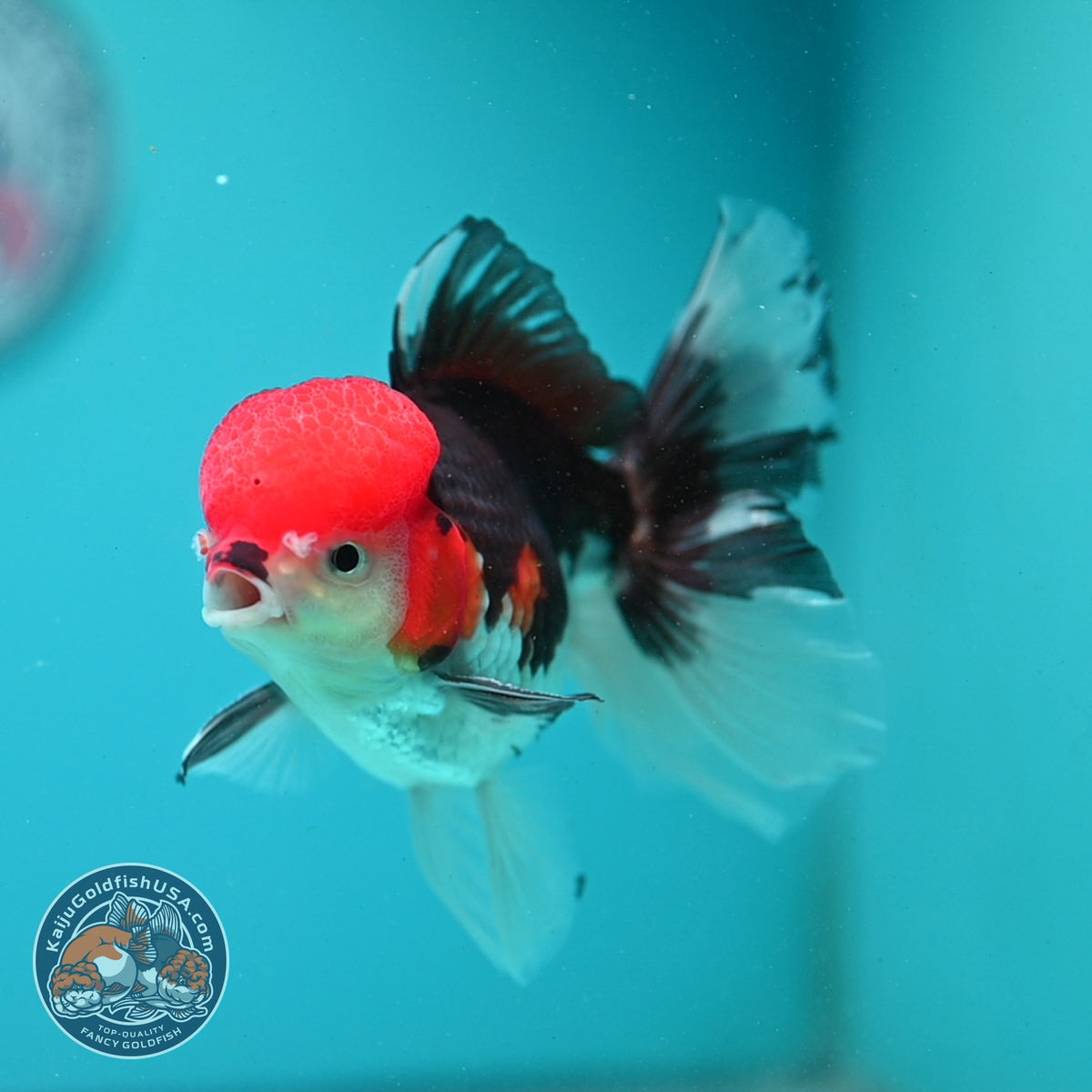 Tricolor Oranda 3.5 inch Body (260925_OR05)