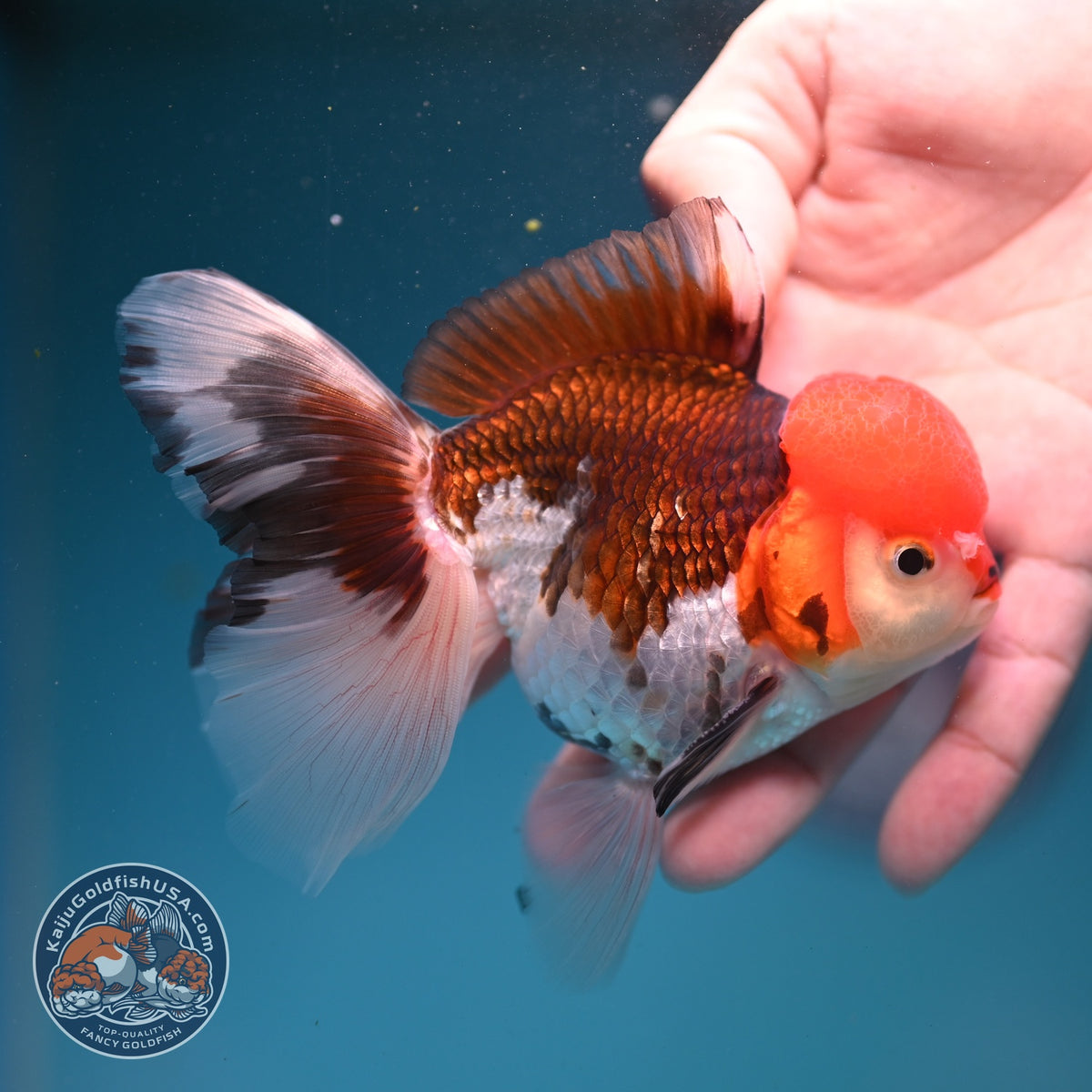 Tricolor Oranda 3.5 inch Body (260925_OR05)