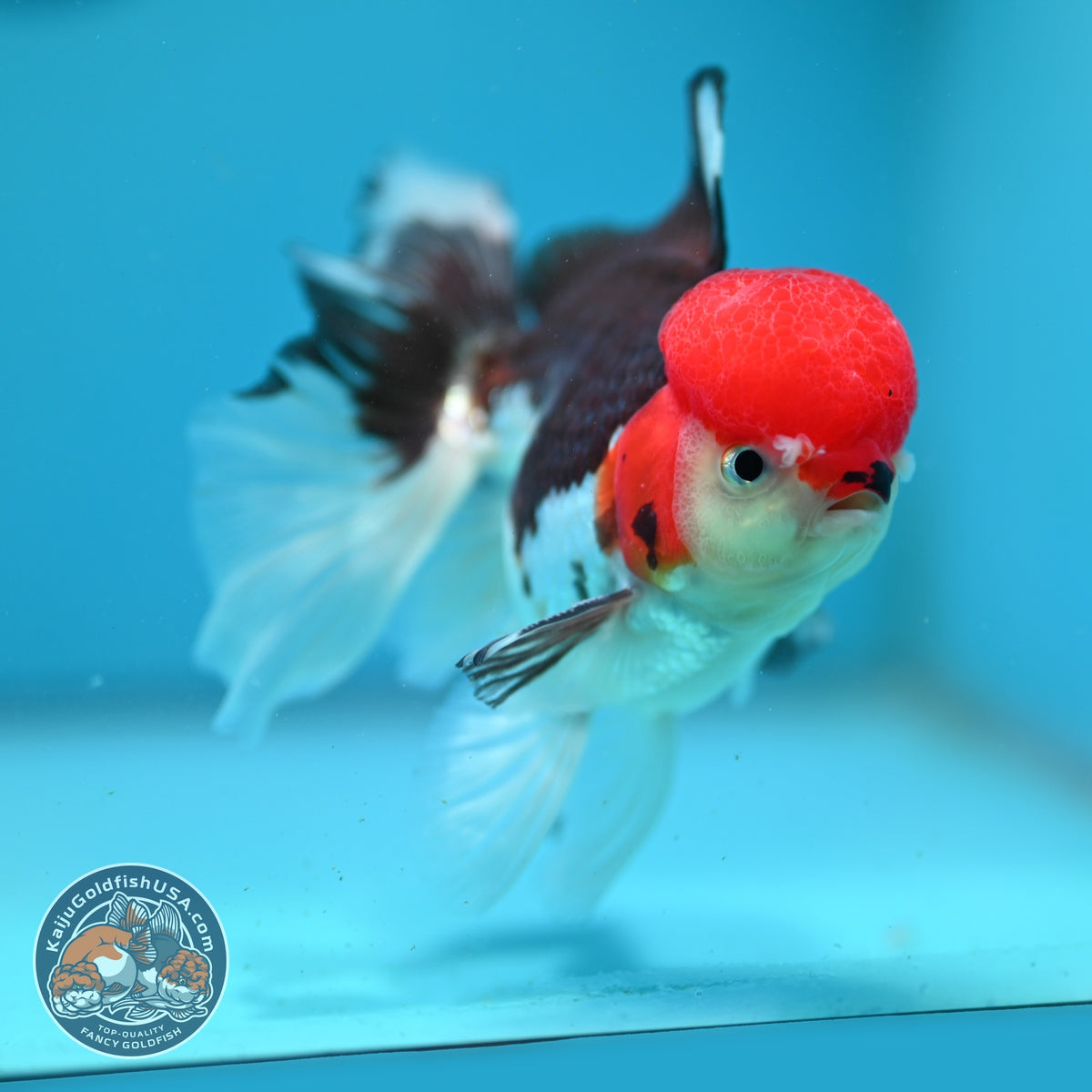 Tricolor Oranda 3.5 inch Body (260925_OR05)