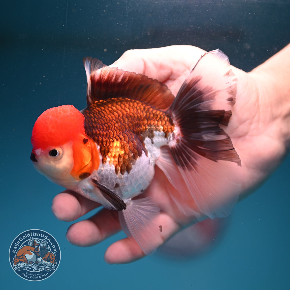 Tricolor Oranda 3.5 inch Body (260925_OR05)