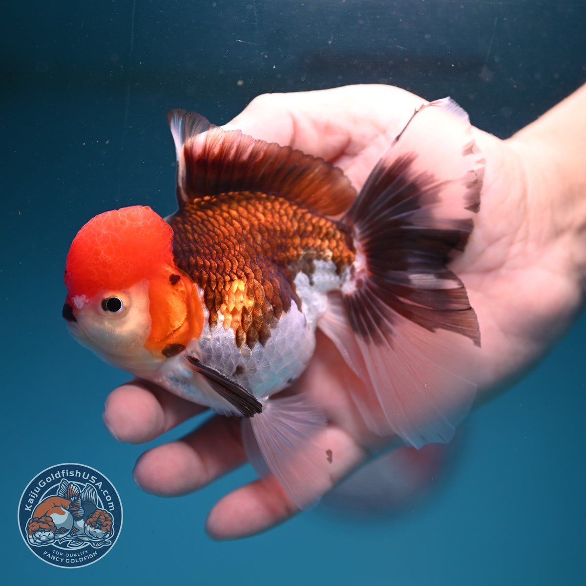 Tricolor Oranda 3.5 inch Body (260925_OR05)