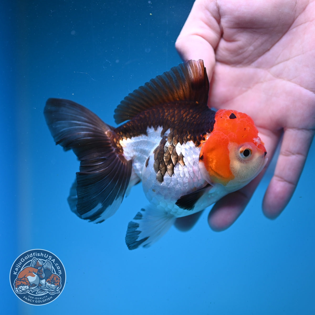 Tricolor Oranda 3.5 inch Body (260925_OR07)