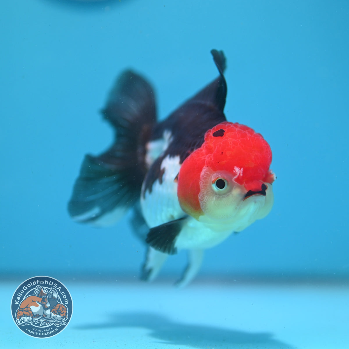 Tricolor Oranda 3.5 inch Body (260925_OR07)