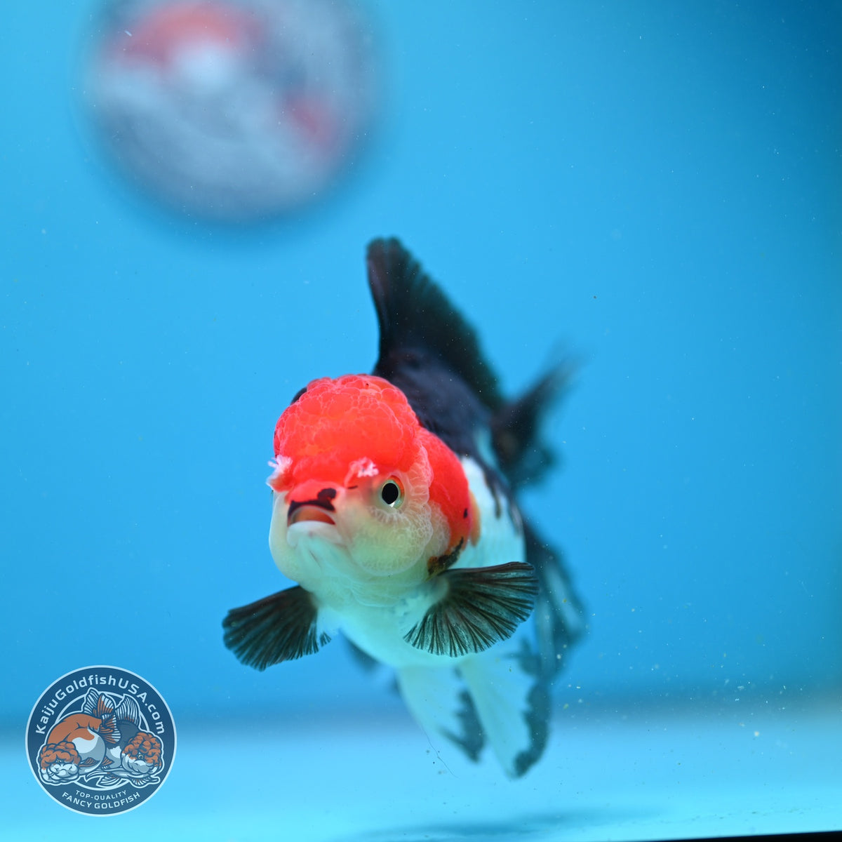 Tricolor Oranda 3.5 inch Body (260925_OR07)