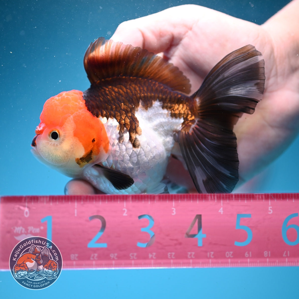 Tricolor Oranda 3.5 inch Body (260925_OR07)
