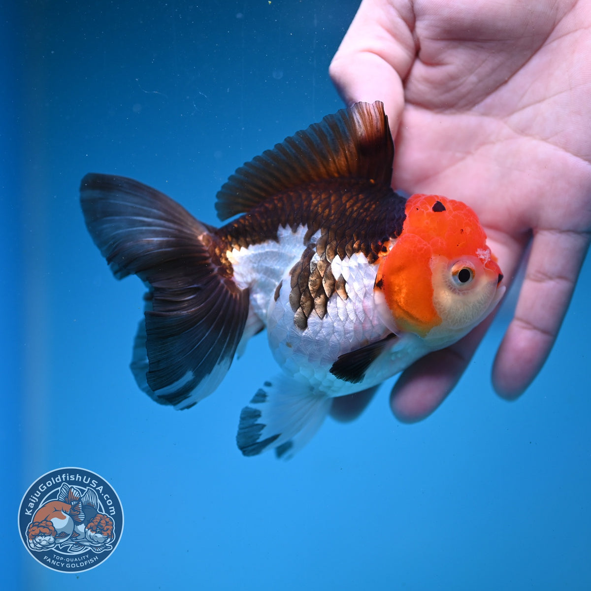 Tricolor Oranda 3.5 inch Body (260925_OR07)