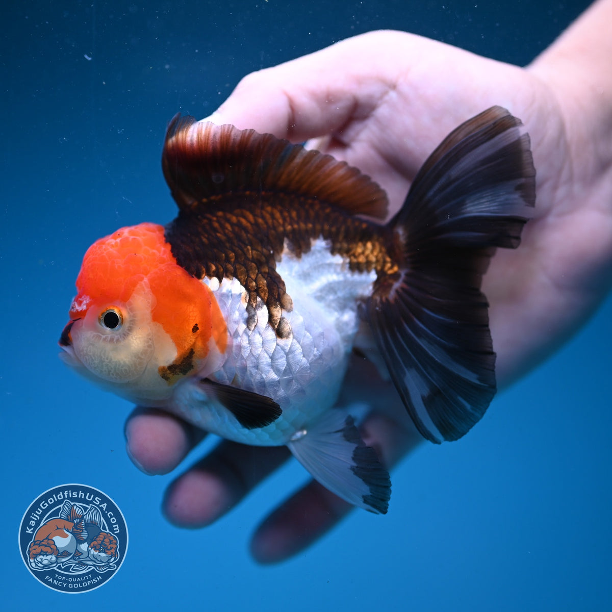 Tricolor Oranda 3.5 inch Body (260925_OR07)