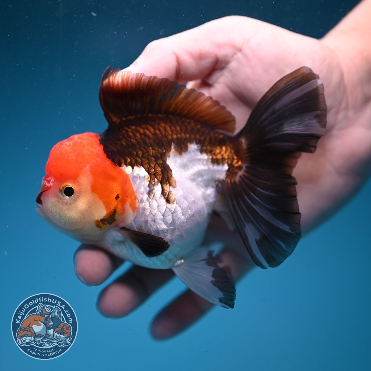 Tricolor Oranda 3.5 inch Body (260925_OR07)