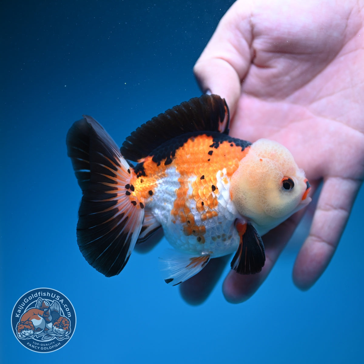 Tricolor Oranda 3.5 inch Body (260925_OR09)