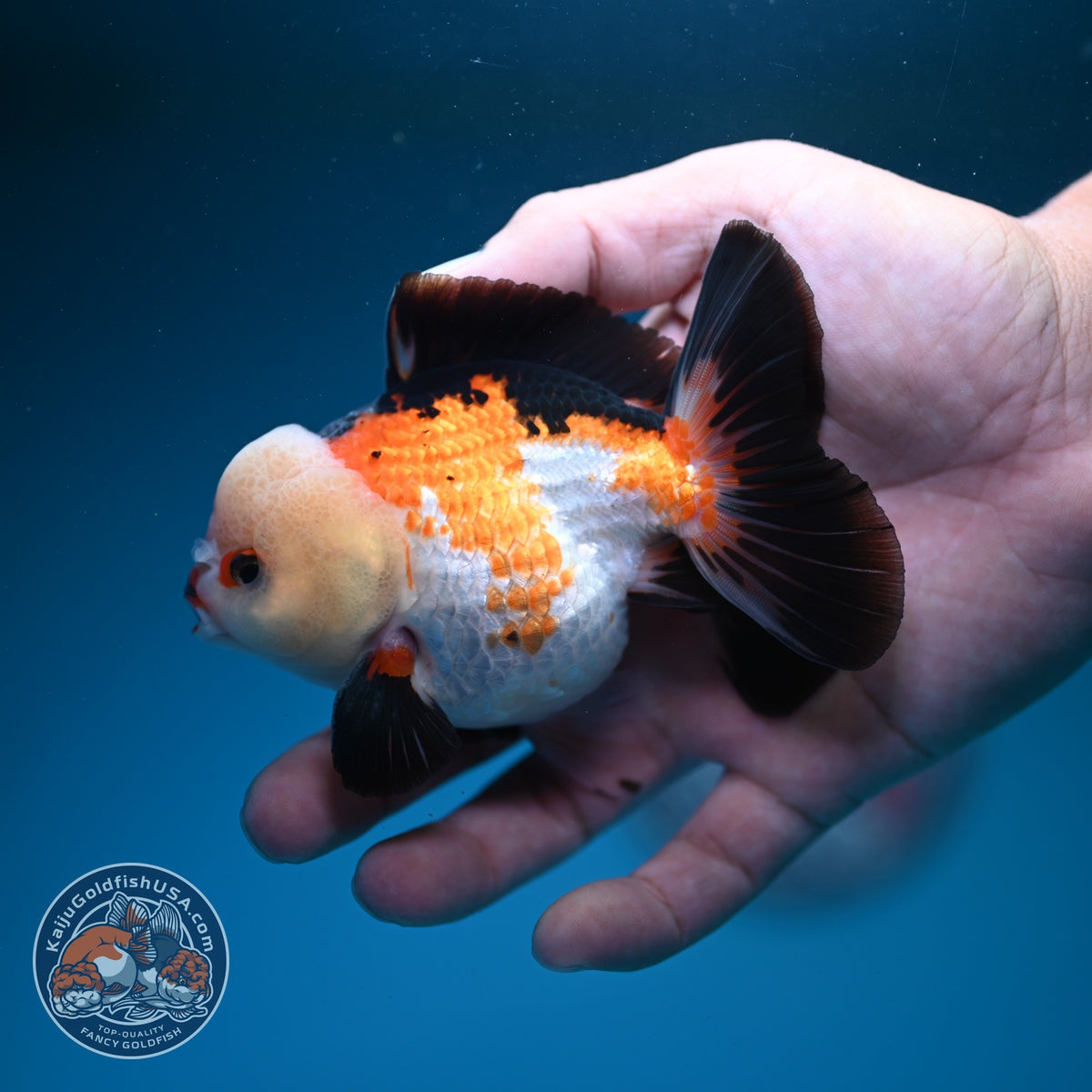 Tricolor Oranda 3.5 inch Body (260925_OR09)