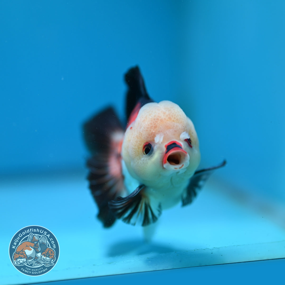 Tricolor Oranda 3.5 inch Body (260925_OR09)