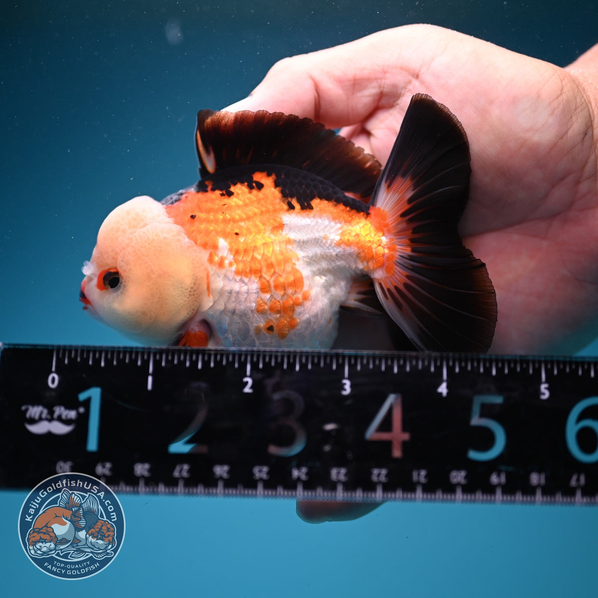 Tricolor Oranda 3.5 inch Body (260925_OR09)