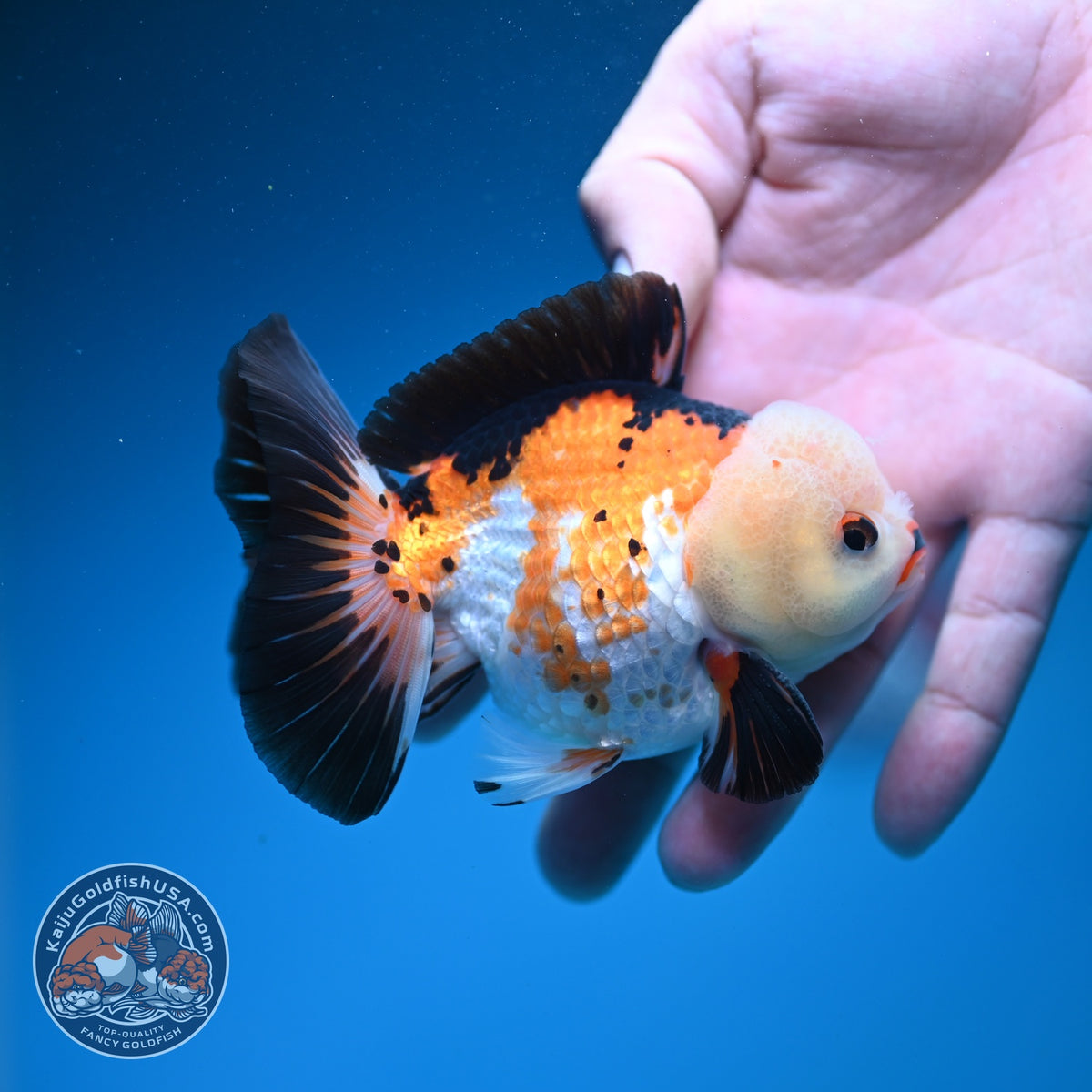 Tricolor Oranda 3.5 inch Body (260925_OR09)