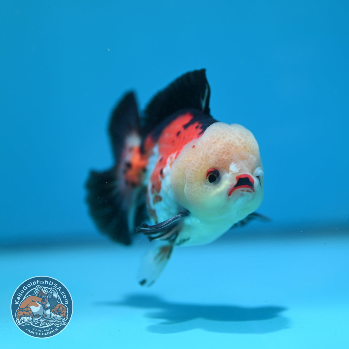 Tricolor Oranda 3.5 inch Body (260925_OR09)