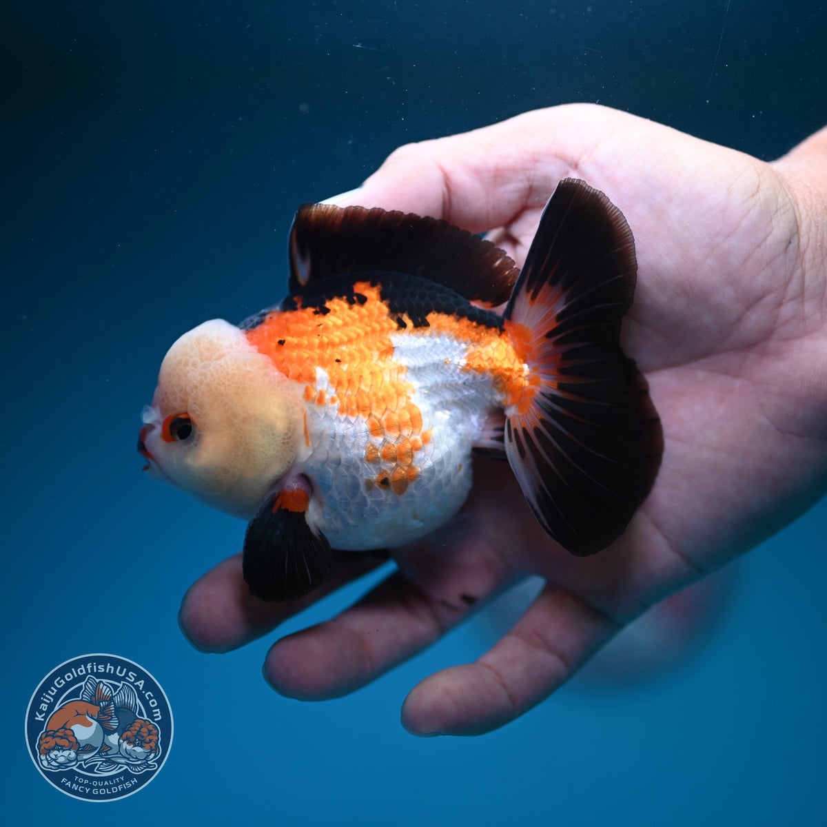 Tricolor Oranda 3.5 inch Body (260925_OR09)