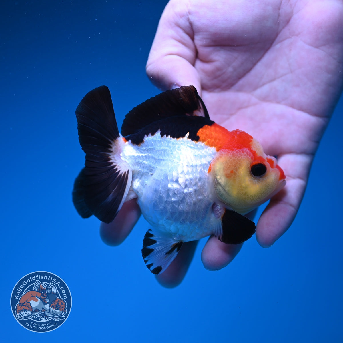 Tricolor Oranda 3.5 inch Body (261002_OR06)