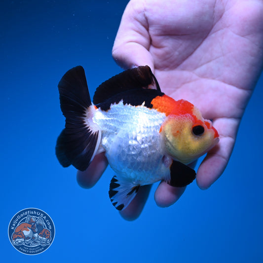 Tricolor Oranda 3.5 inch Body (261002_OR06)