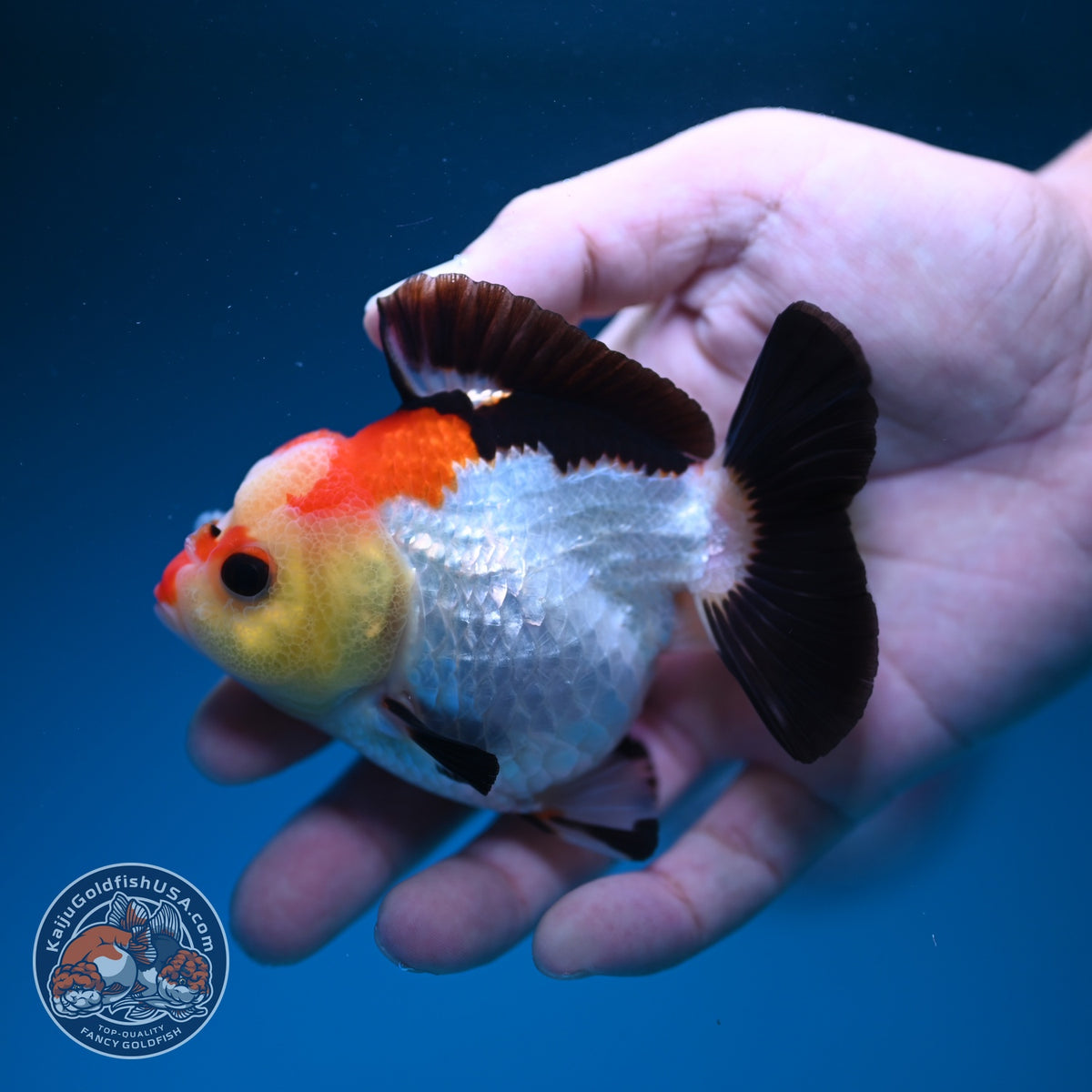 Tricolor Oranda 3.5 inch Body (261002_OR06)