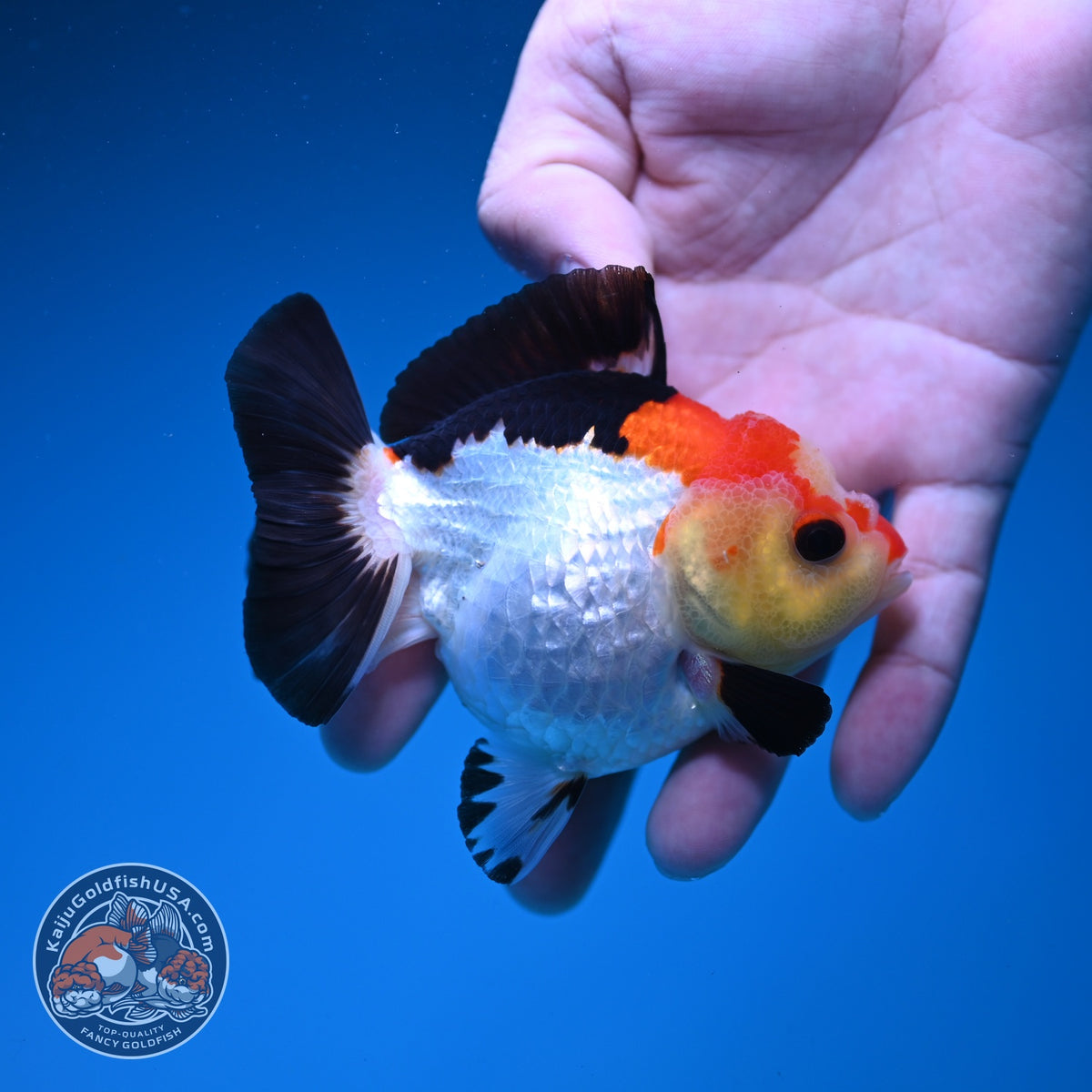 Tricolor Oranda 3.5 inch Body (261002_OR06)