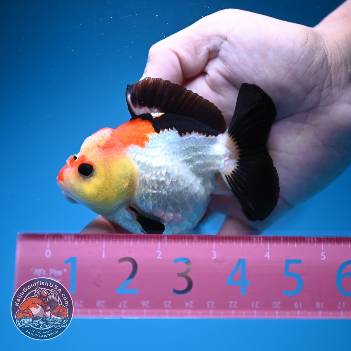 Tricolor Oranda 3.5 inch Body (261002_OR06)