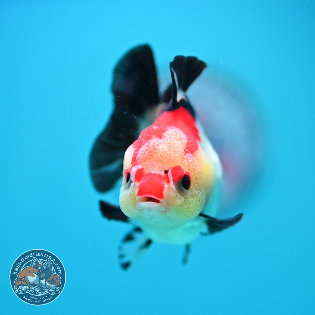 Tricolor Oranda 3.5 inch Body (261002_OR06)