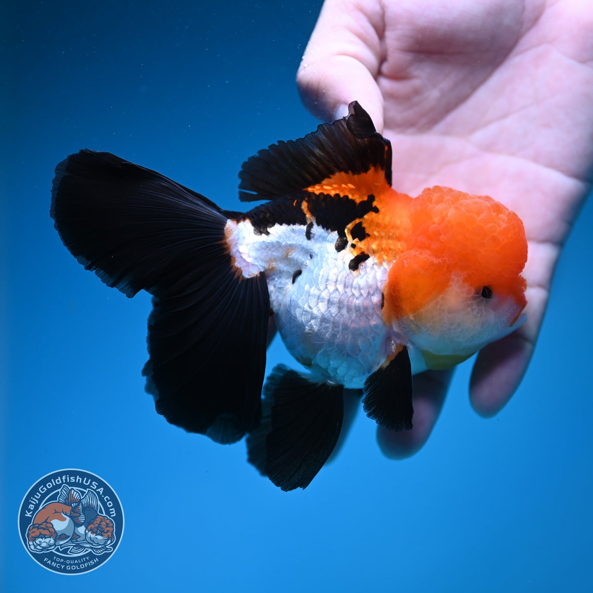 Tricolor Oranda 3.5 inch Body (261002_OR08)