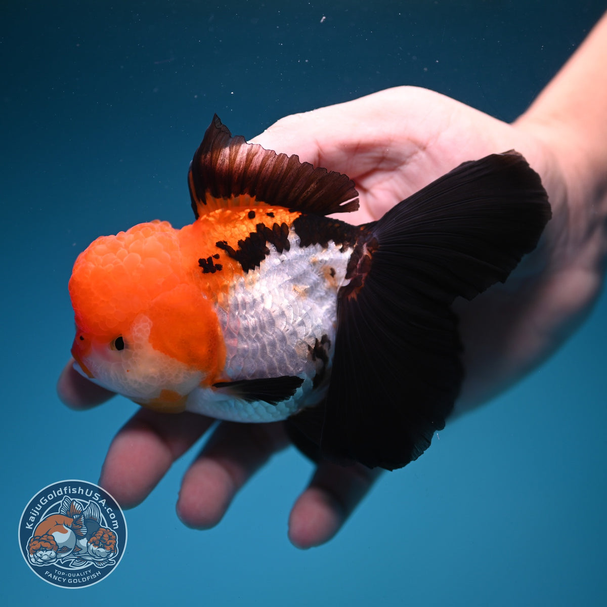 Tricolor Oranda 3.5 inch Body (261002_OR08)