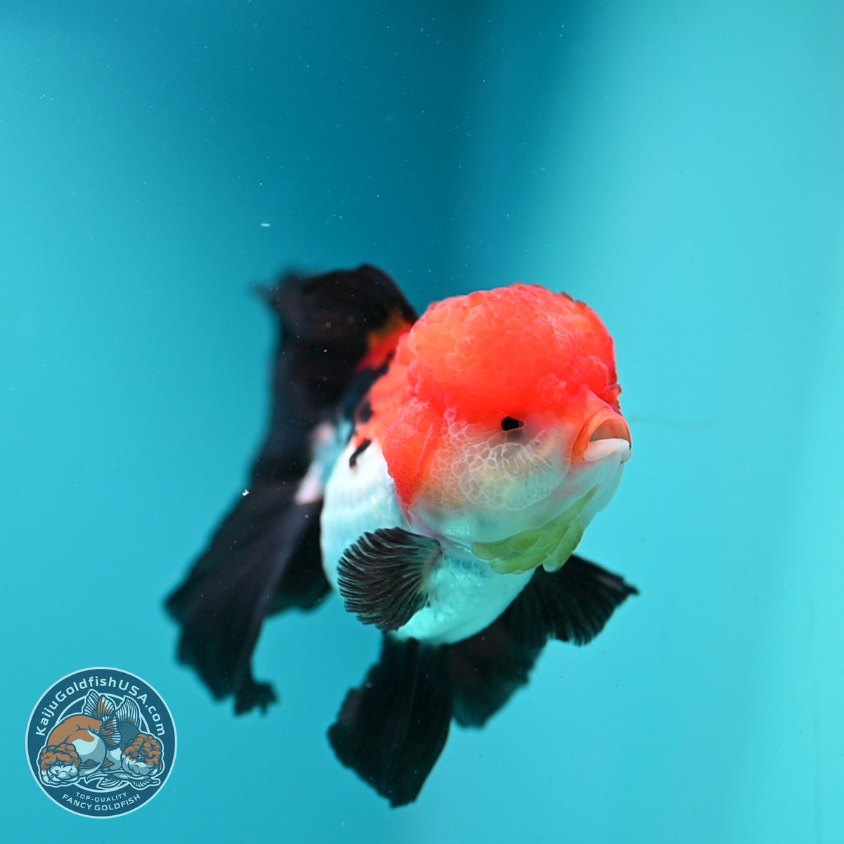 Tricolor Oranda 3.5 inch Body (261002_OR08)